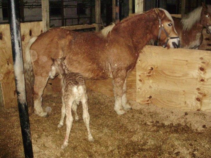 Haflinger Firefly Lindegaard solgt billede 4