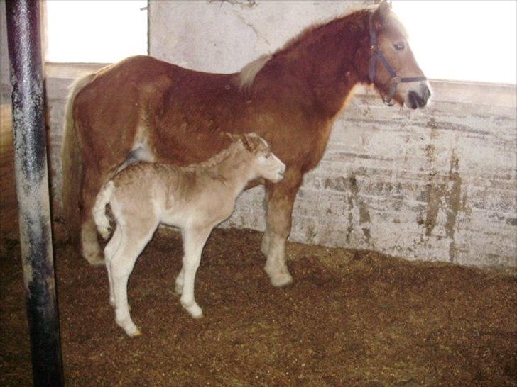 Haflinger Firefly Lindegaard solgt billede 5