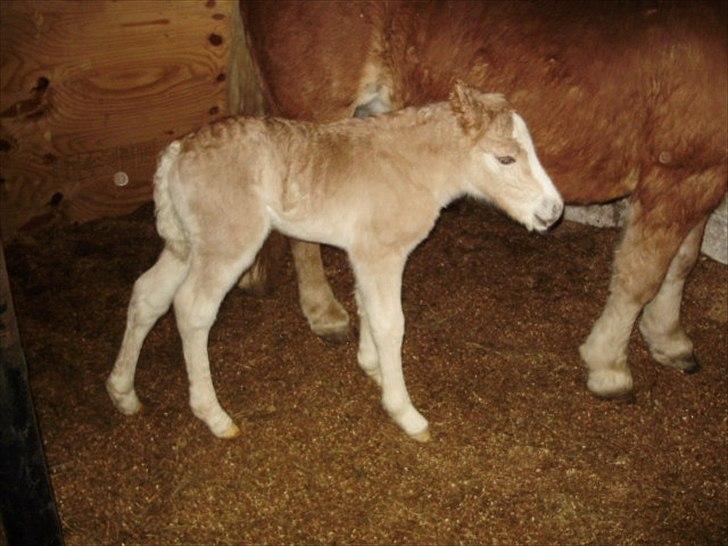 Haflinger Firefly Lindegaard solgt billede 6