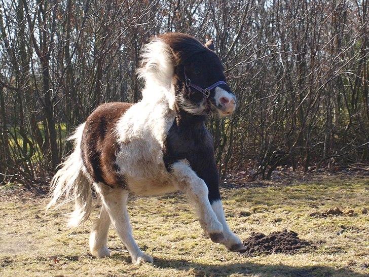 Shetlænder Nini. *Baby* billede 18