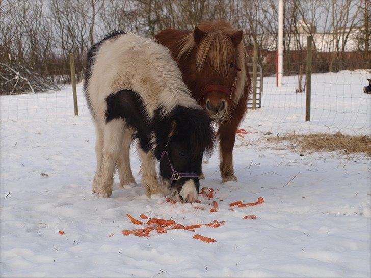 Shetlænder Nini. *Baby* - Gulerødder er bare det bedste de ved. billede 19