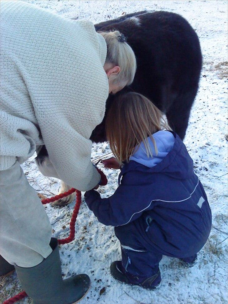 Shetlænder Josephine  *min moster´s - min lille kusine renser hove for første gang ( : billede 19