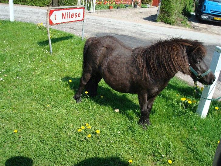 Shetlænder Soelbergs petit - på tur. billede 3