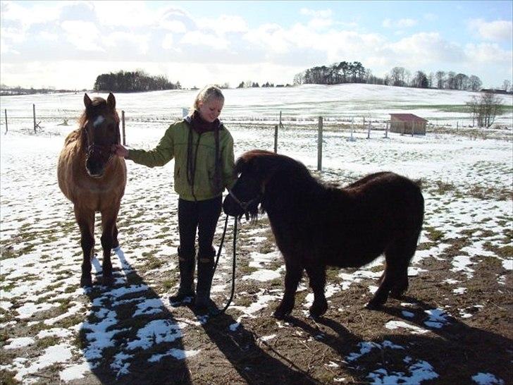 Shetlænder Soelbergs petit - leg på sommerfold om vinteren billede 7