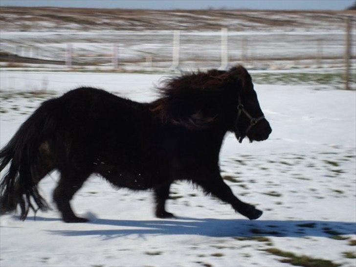 Shetlænder Soelbergs petit - leg på sommerfold om vinteren billede 9