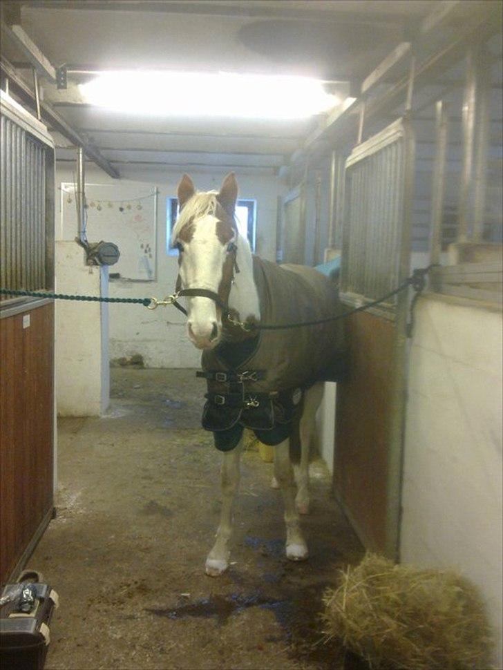 Pinto Svalebos Jasmin billede 10