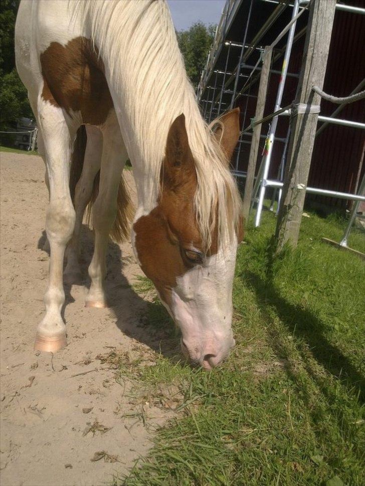 Pinto Svalebos Jasmin billede 11