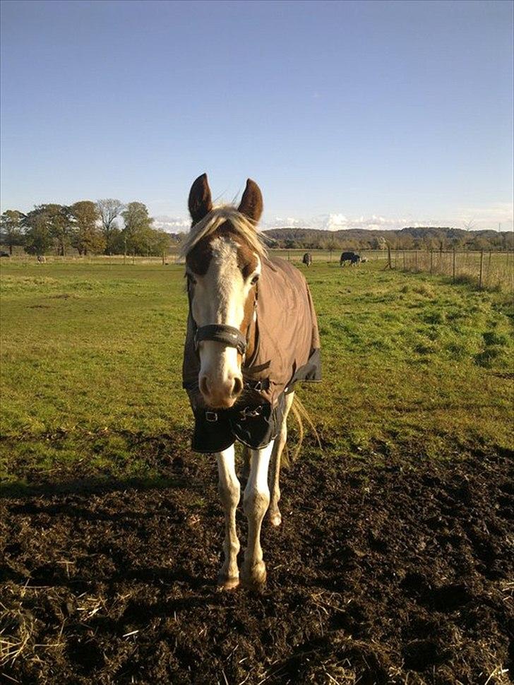 Pinto Svalebos Jasmin billede 12