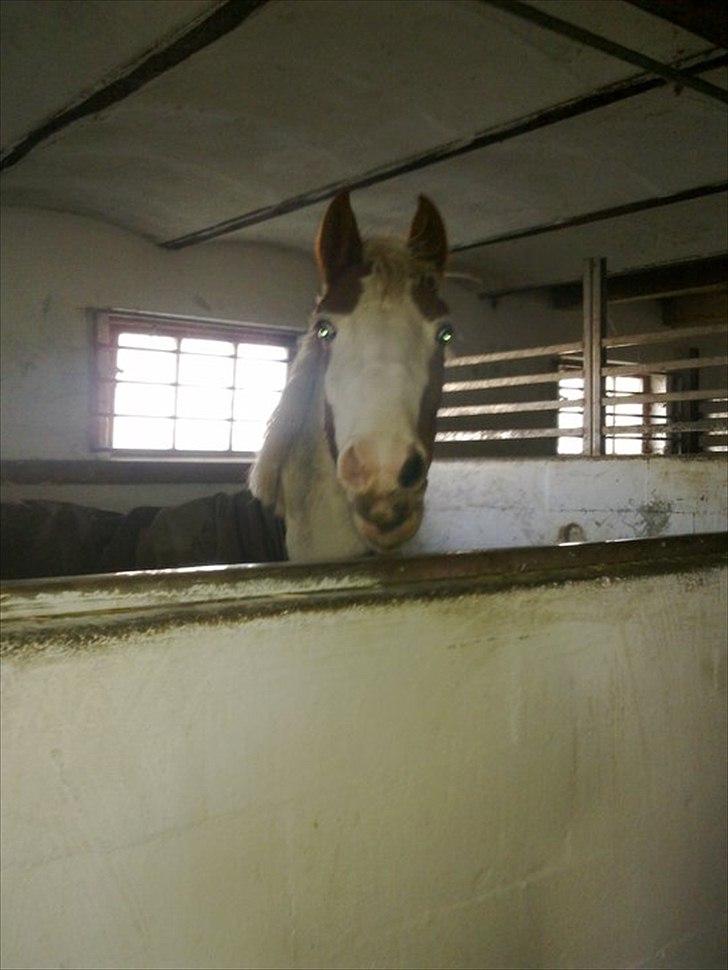 Pinto Svalebos Jasmin billede 13