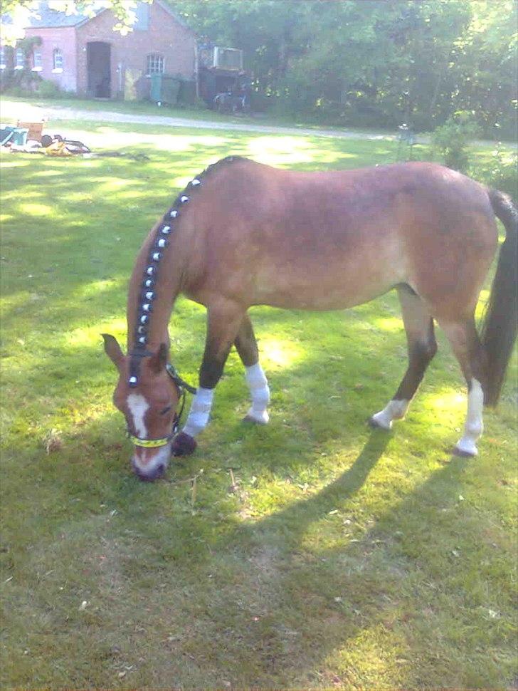 Welsh Pony af Cob-type (sec C) Mille billede 15