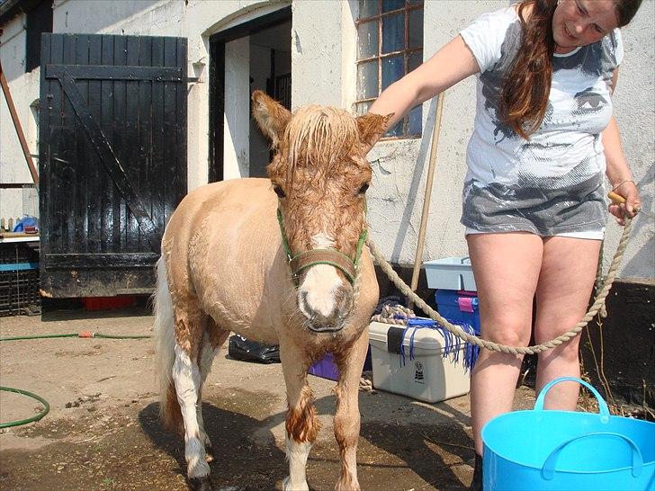 Anden særlig race benny  billede 1
