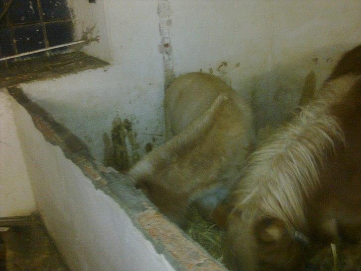 Anden særlig race benny  billede 3