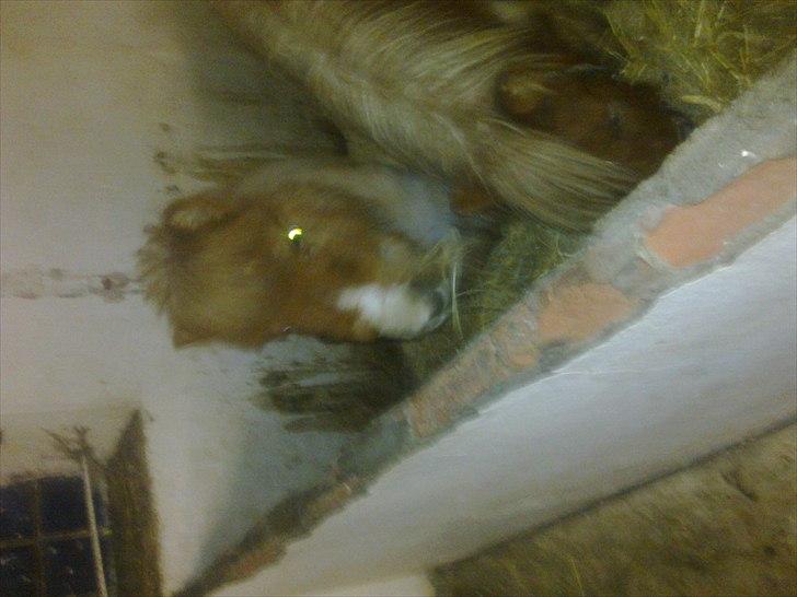 Anden særlig race benny  billede 4