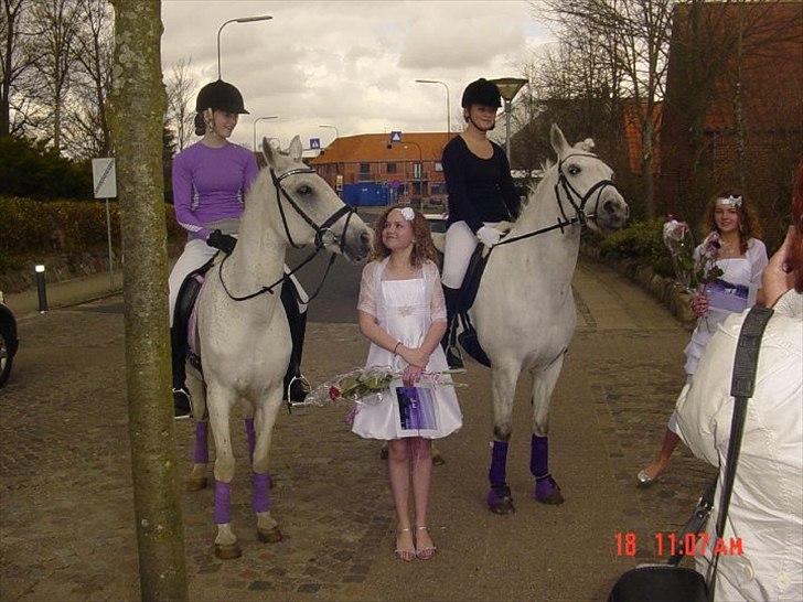 Anden særlig race Tristan Silver Boy  - Til min konfirmation de dejlige piger kommer med Tristan og Papaya :) Foto: Mor billede 19