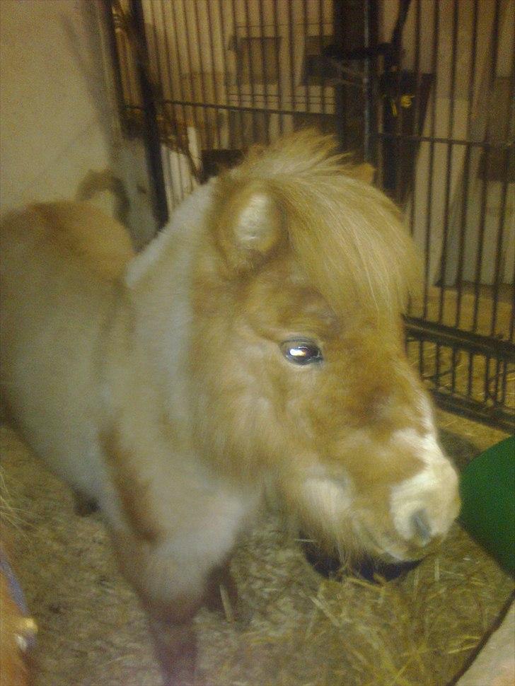 Anden særlig race benny  billede 5