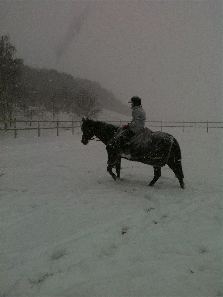 Anden særlig race Lady - Yazmin rider på Lady i snervejret december 2010 billede 10