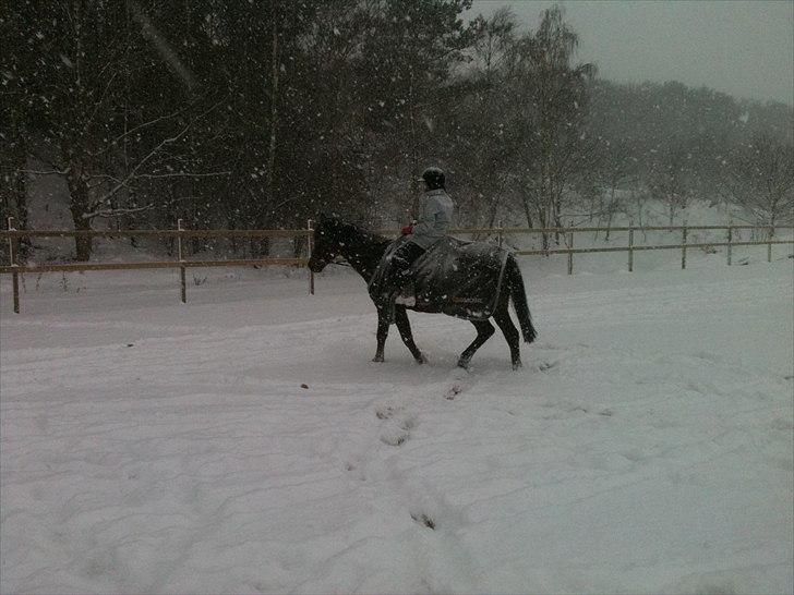 Anden særlig race Lady - December 2010 billede 11