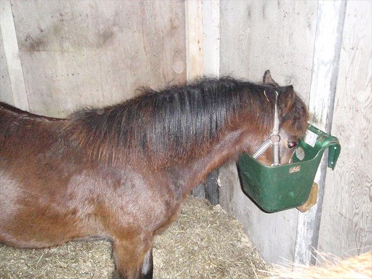 Welsh Cob (sec D) prop  - [min madglade pony] billede 4