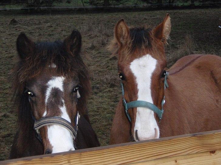 Welsh Cob (sec D) prop  - [skønlingerne] billede 2