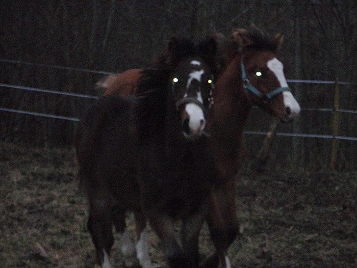 Welsh Cob (sec D) prop  - [traaav] billede 3