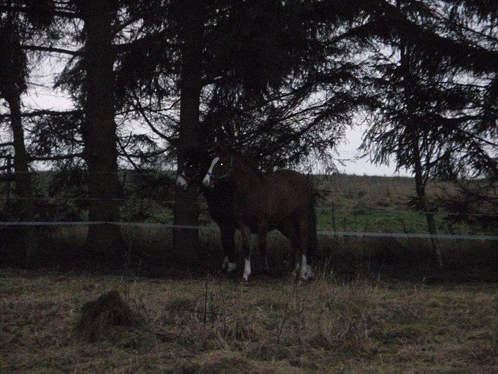 Welsh Cob (sec D) prop  - [fangeleg på folden med de små, det lyder skævt, men fangeleg på folden var det bedste ;-)] billede 6