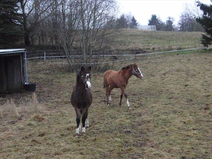 Welsh Cob (sec D) prop  - [hvad laver du mor?] billede 8
