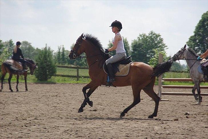 Welsh Pony af Cob-type (sec C) *victoria madly billede 1