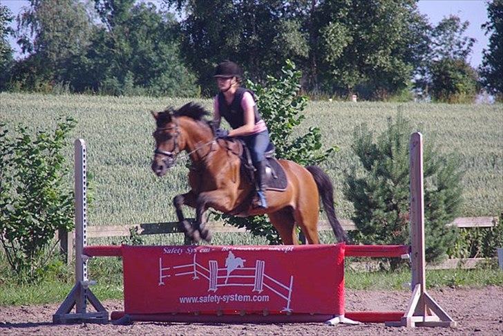 Welsh Pony af Cob-type (sec C) *victoria madly - kursus ved linnea og shane billede 2