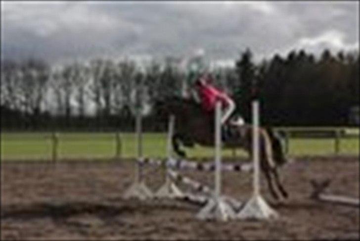 Welsh Pony af Cob-type (sec C) *victoria madly - træning billund billede 3