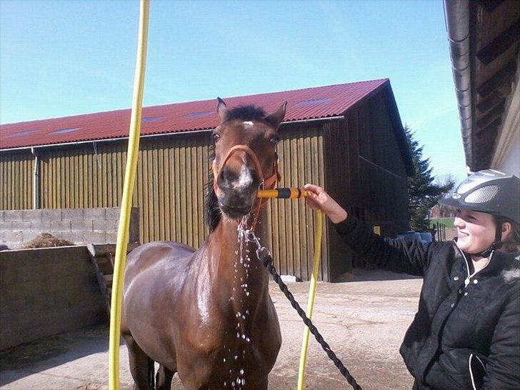 Welsh Pony af Cob-type (sec C) *victoria madly - dejlig pony:) billede 7