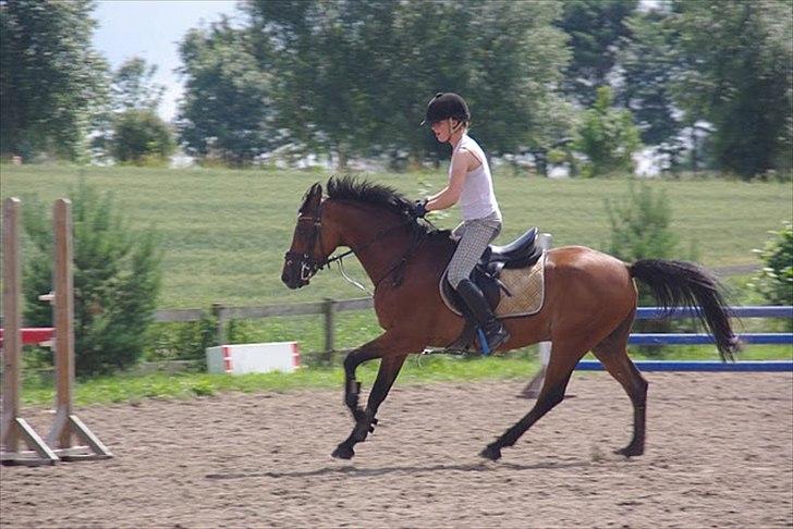 Welsh Pony af Cob-type (sec C) *victoria madly - kursus ved linnea og shane billede 8