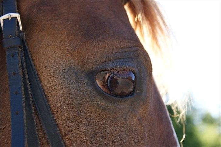 DSP Pyrrhula [Himmelhest] - Pylles øje :D billede 11