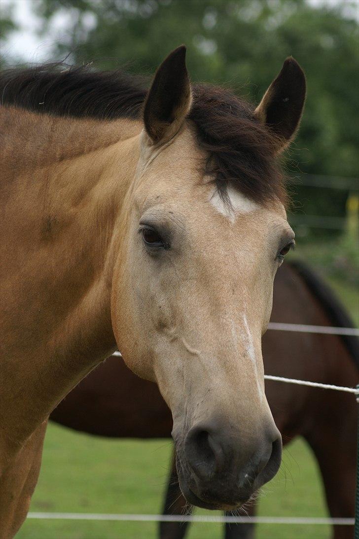 Palomino Skadekærs First Goldline billede 1