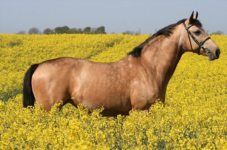 Palomino Skadekærs First Goldline billede 2