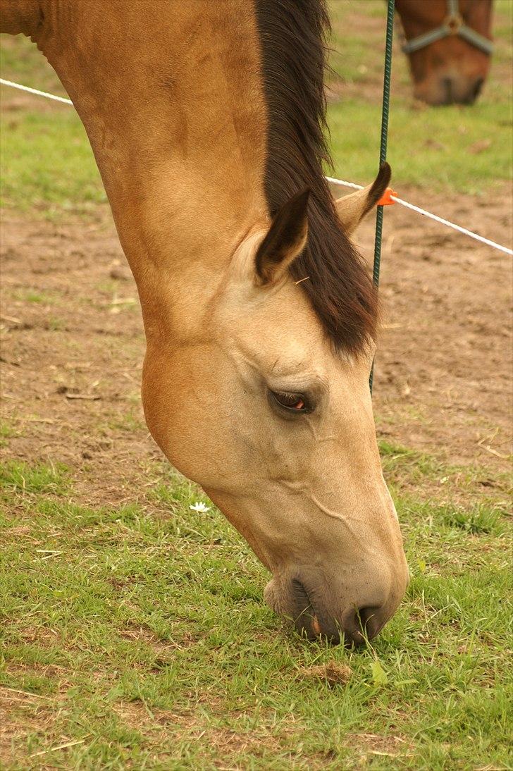 Palomino Skadekærs First Goldline billede 3