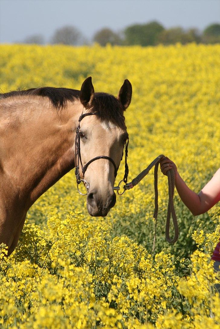 Palomino Skadekærs First Goldline billede 4