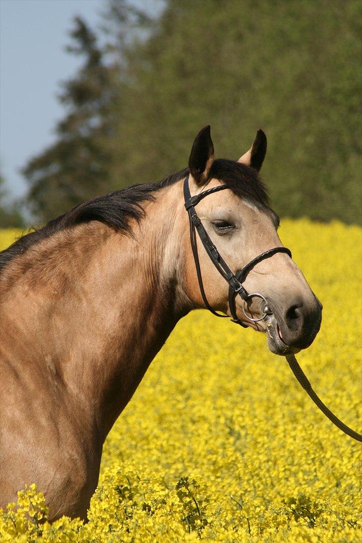 Palomino Skadekærs First Goldline billede 5