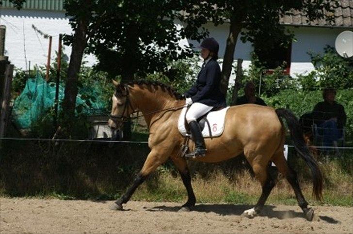 Palomino Skadekærs First Goldline billede 6