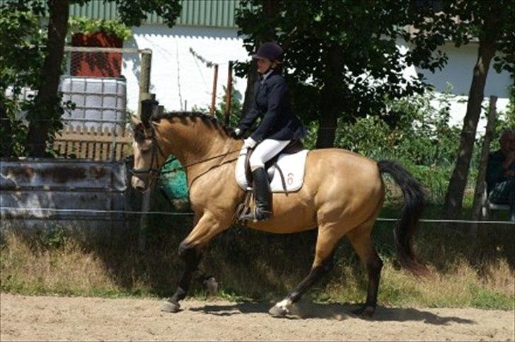 Palomino Skadekærs First Goldline billede 7