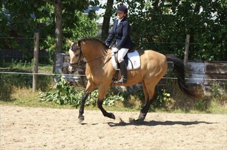 Palomino Skadekærs First Goldline billede 8