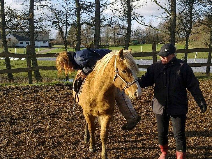 Haflinger Adonis billede 4