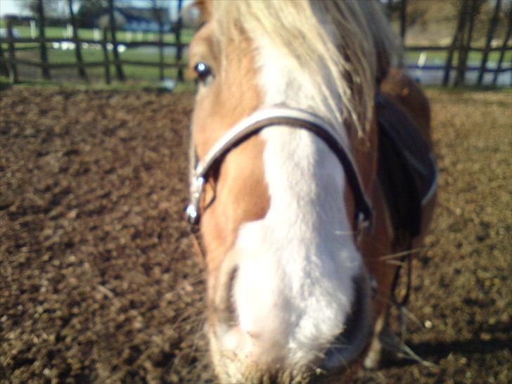 Haflinger Adonis - <3 billede 6