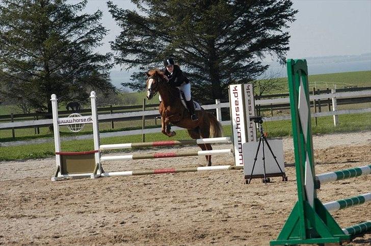 DSP Pyrrhula [Himmelhest] - HSK  billede 16