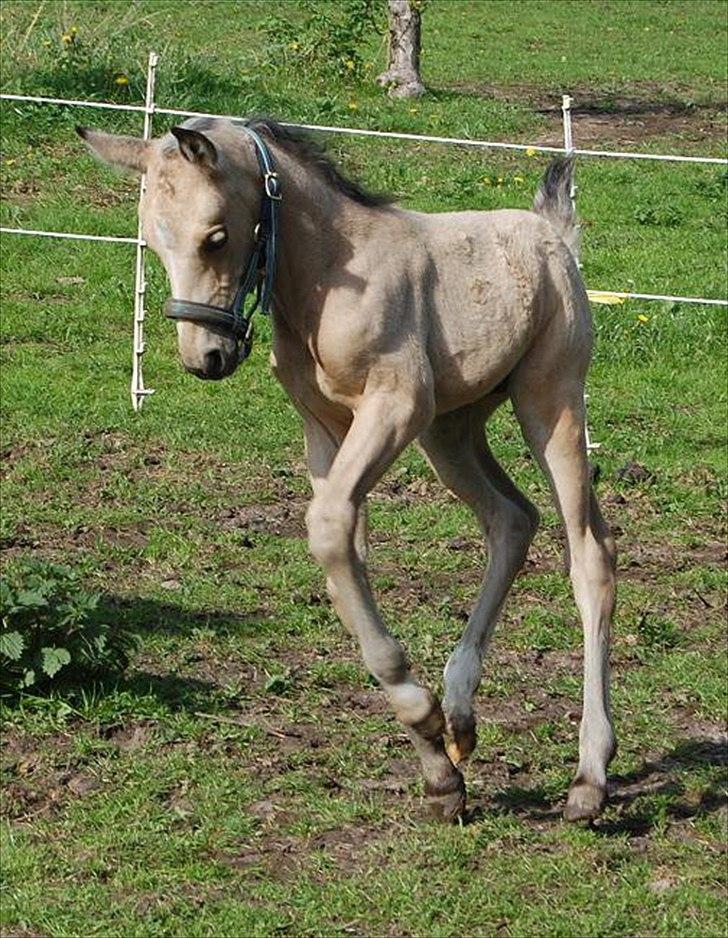 Palomino Skadekærs Expencive Goldl billede 1
