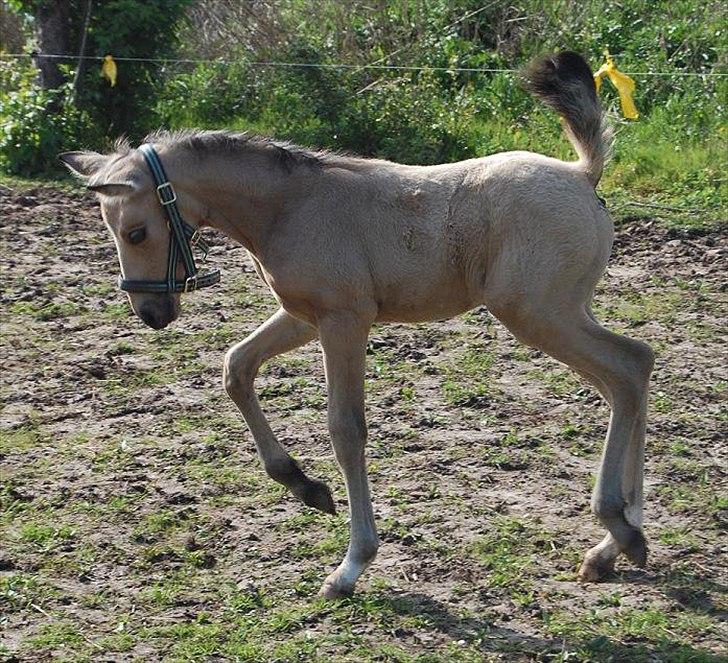 Palomino Skadekærs Expencive Goldl billede 2