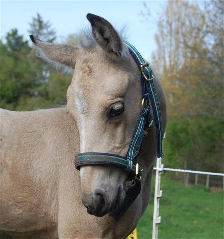 Palomino Skadekærs Expencive Goldl billede 3