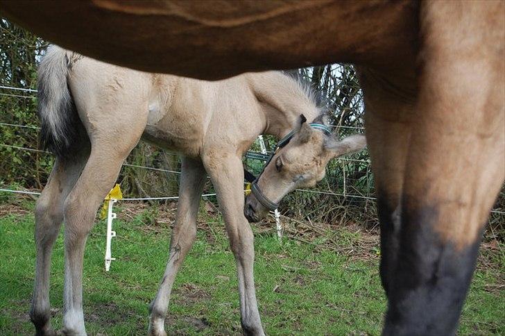 Palomino Skadekærs Expencive Goldl billede 4