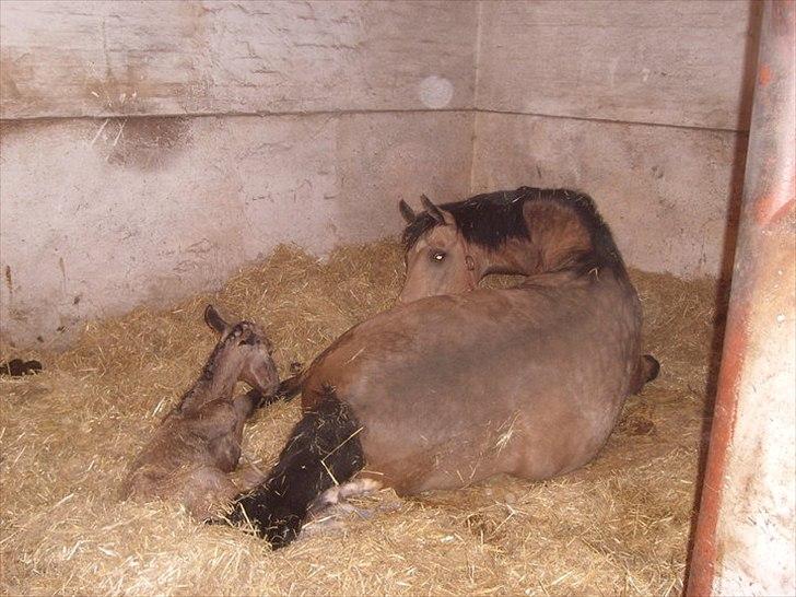 Palomino Skadekærs Expencive Goldl billede 5