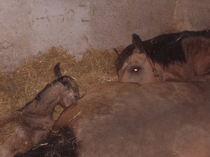 Palomino Skadekærs Expencive Goldl billede 6