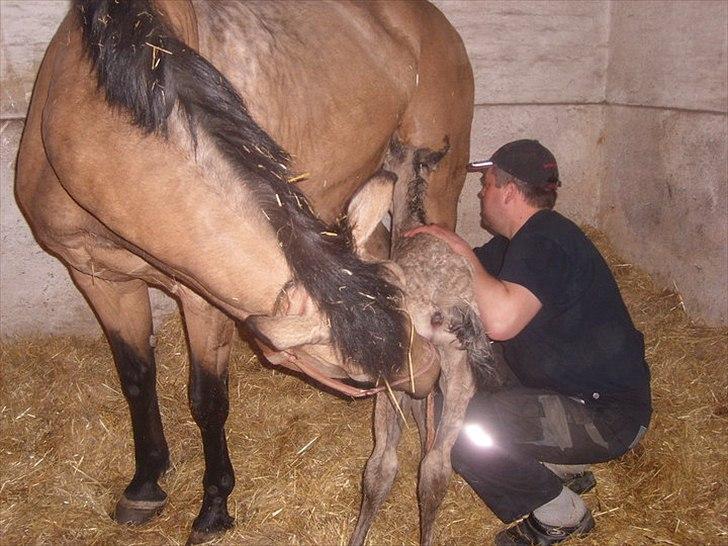 Palomino Skadekærs Expencive Goldl billede 7